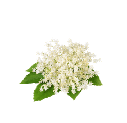 Holunderblüte / 65ml