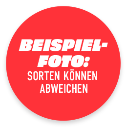 Beispielfoto